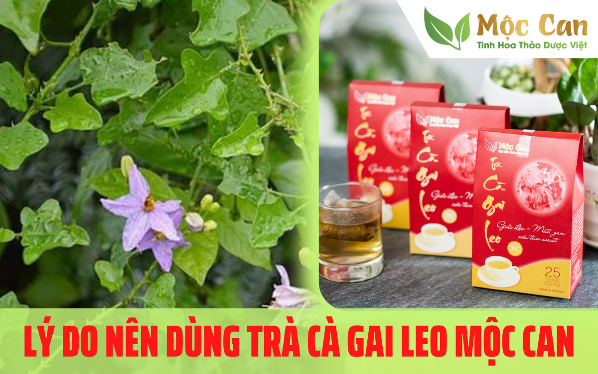 Lý do nên dùng Trà cà gai leo Mộc Can 1